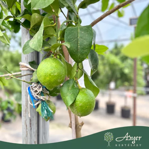 Citrus limon - Citrom - 130-190 cm magas - 25 literes cserépben