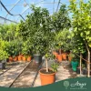 Fortunella margarita - Kumquat - 130-190 cm magas - 25 literes cserépben
