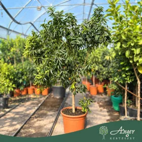   Fortunella margarita - Kumquat - 130-190 cm magas - 25 literes cserépben