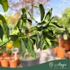 Fortunella margarita - Kumquat - 130-190 cm magas - 25 literes cserépben