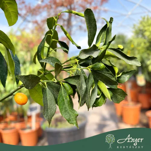 Fortunella margarita - Kumquat - 130-190 cm magas - 25 literes cserépben