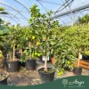 Citrus sinensis - Narancs - 130-190 cm magas - 25 literes cserépben