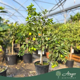   Citrus sinensis - Narancs - 130-190 cm magas - 25 literes cserépben