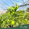 Citrus sinensis - Narancs - 130-190 cm magas - 25 literes cserépben