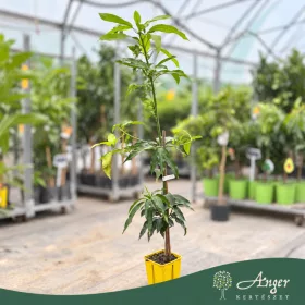   Mangifera indica 'Kensington Pride' - Mangó - 60-90 cm magas - 5 literes cserépben