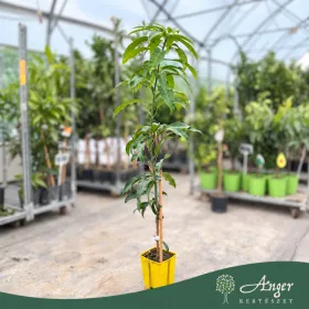   Mangifera indica 'Glenn' - Mangó - 60-90 cm magas - 5 literes cserépben