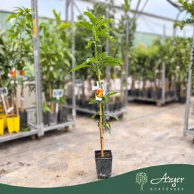   Mangifera indica 'Osteen' - Mangó - 60-90 cm magas - 5 literes cserépben