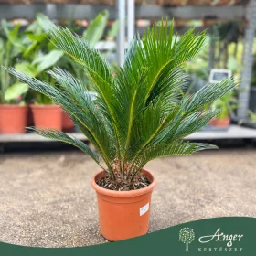   Cycas revoluta - Cikász pálma - 30 - 50 cm magas - 22 cm es cserépben