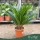 Cycas revoluta - Cikász pálma - 30 - 50 cm magas - 22 cm es cserépben
