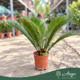  Cycas revoluta - Cikász pálma - 40 - 60 cm magas - 26 cm es cserépben