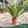 Cycas revoluta - Cikász pálma - 40 - 60 cm magas - 26 cm es cserépben