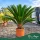 Cycas revoluta - Cikász pálma - 80 - 90 cm magas - 36 cm es  cserépben