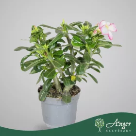   Adenium obesum 'Pink Star' - Sivatagi rózsa - rózsaszín - 30 cm magas - 13 cm-es cserépben