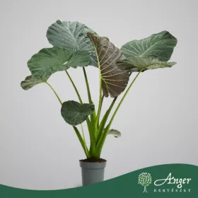  Alocasia 'Regal Shields' - Alokázia - 140 cm magas - 32 cm-es cserépben