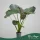 Alocasia 'Regal Shields' - Alokázia - 140 cm magas - 32 cm-es cserépben