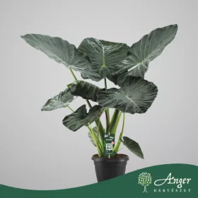   Alocasia 'Regal Shields' - Alokázia - 125 cm magas - 35 cm-es cserépben