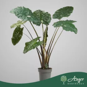   Alocasia sarawakensis 'Yucatan Princess' - Alokázia - 160 cm magas - 32 cm-es cserépben