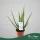 Aloe vera - Aloé vera - 30 cm magas - 10,5 cm-es cserépben