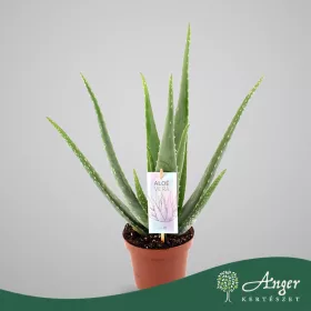 Aloe vera - Aloé vera - 55 cm magas - 14 cm-es cserépben