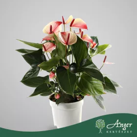   Anthurium andreanum 'Mystique' - Flamingóvirág - 55 cm magas - 17 cm-es cserépben