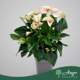  Anthurium 'Karma Purple' - Flamingóvirág - lila - 50 cm magas - 17 cm-es cserépben