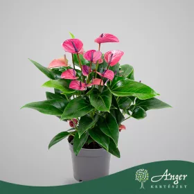  Anthurium 'Karma Red' - Flamingóvirág - piros - 55 cm magas - 17 cm-es cserépben