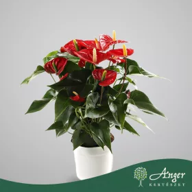   Anthurium 'Royal Champion' - Flamingóvirág - piros - 50 cm magas - 14 cm-es cserépben