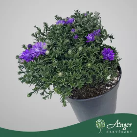   Aster dumosus 'Alpha Dark Purple' - Törpe őszirózsa - sötétlila - 27 cm magas - 12,5 cm-es cserépben
