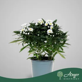   Aster dumosus 'Magic White' - Törpe őszirózsa - fehér - 22 cm magas - 12 cm-es cserépben