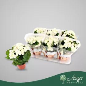   Begonia 'Borias' (Flair Metallic) - Begónia - 31 cm magas - 14 cm-es cserépben