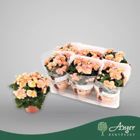   Begonia 'Hailey Sunset' (Flair) - Begónia - 31 cm magas - 14 cm-es cserépben