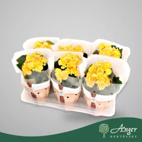  Begonia 'Nadine' (Flair) - Begónia - 31 cm magas - 14 cm-es cserépben