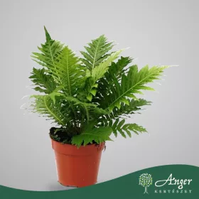   Blechnum gibbum 'Silver Lady' - Pálmapáfrány - 30 cm magas - 12 cm-es cserépben