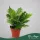Blechnum gibbum 'Silver Lady' - Pálmapáfrány - 30 cm magas - 12 cm-es cserépben