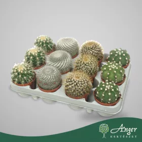   Gömbkaktusz (mix) - vegyes - 13 cm magas - 8,5 cm-es cserépben
