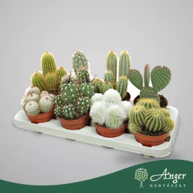 Kaktusz (mix) - vegyes - 15 cm magas - 12 cm-es cserépben