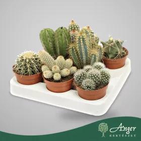 Kaktusz (mix) - vegyes - 12 cm magas - 8,5 cm-es cserépben