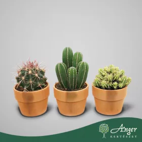   Kaktusz (mix, 'Terracotta Kraagpot') - vegyes - 20 cm magas - 10,5 cm-es cserépben