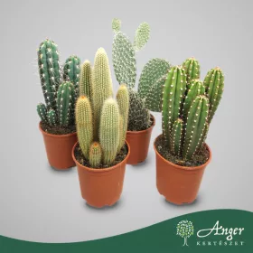   Kaktusz (mix, oszlopos) - vegyes - 50 cm magas - 21 cm-es cserépben