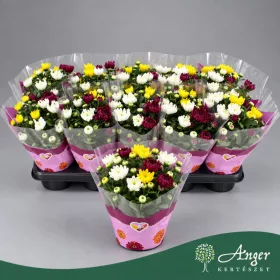   Chrysanthemum 'Carnaval' - Krizantém - vegyes - 26 cm magas - 12 cm-es cserépben
