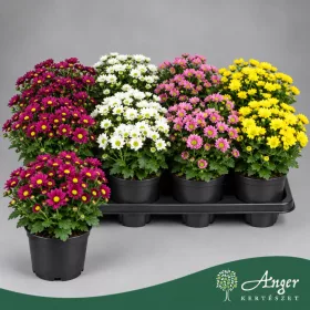   Chrysanthemum 'Madiba' - Krizantém - vegyes - 27 cm magas - 14 cm-es cserépben