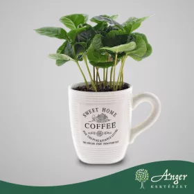   Coffea arabica - Kávécserje - 15 cm magas - 9 cm-es cserépben