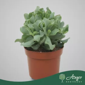   Crassula arborescens subsp. undulatifolia - Hullámos levelű pozsgafa - 20 cm magas - 14 cm-es cserépben