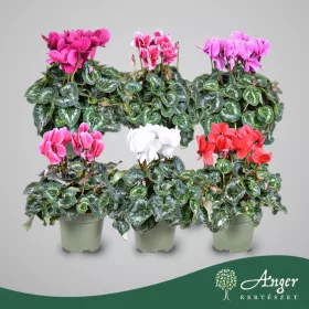   Cyclamen persicum 'Halios' (Mix) - Ciklámen - vegyes - 35 cm magas - 17 cm-es cserépben