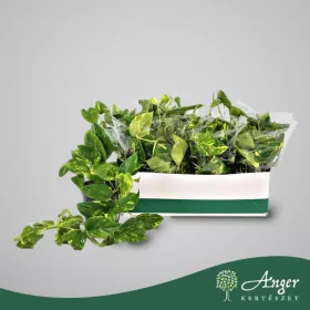   Epipremnum aureum - Szobai futóka - 40 cm magas - 15 cm-es cserépben