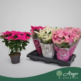   Euphorbia pulcherrima 'Princettia' (Mix) - Mikulásvirág - vegyes - 31 cm magas - 12 cm-es cserépben