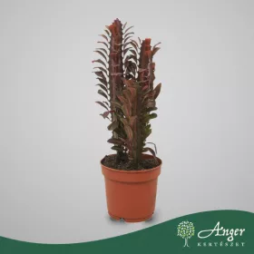   Euphorbia trigona 'Rubra' - Háromélű kutyatej - 30 cm magas - 12 cm-es cserépben