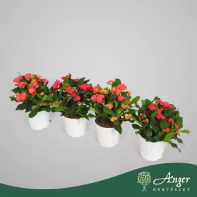   Euphorbia milii 'Vulcanus' - Krisztustövis - 22 cm magas - 12 cm-es cserépben