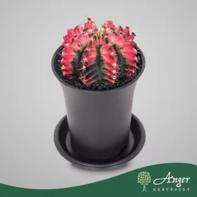   Gymnocalycium mihanovichii 'Multicolor' - Törpe gömbkaktusz - 13 cm magas - 7,5 cm-es cserépben