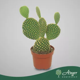   Opuntia microdasys f. cristata - Fügekaktusz (kontyos) - 20 cm magas - 12 cm-es cserépben